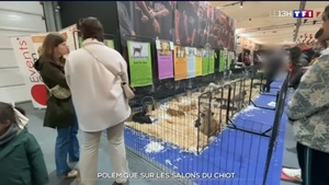 Le Salon du chiot bientôt interdit dans toute la France ?