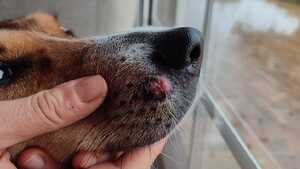 Mon chien a un bouton : s’agit-il d’un Histiocytome cutané ? (photos)