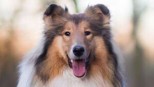 Gâter son chien ou son chat : est-ce vraiment une preuve d'amour ?