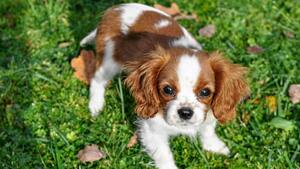 Le Cavalier King Charles, une élégance naturelle et craquante