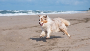 Tout prévoir avant d’emmener son chien à la plage