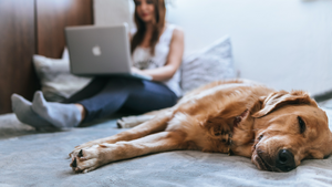 Covid-19 et télé-travail : Nos astuces pour préparer sereinement votre chien, votre chat ou votre rongeur à la fin du confinement