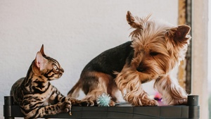 Une étude Ifop sur le bien-être animal révèle les attentes étonnantes des Français