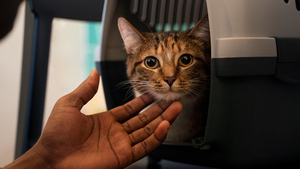 Voyager avec son chat en voiture : les précautions à prendre