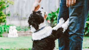 Quand les chiens choisissent leur adoptant : la réalité dépasse l'IA (vidéo)