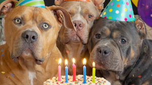 Le destin tragique des 3 chiens influenceurs de Bundle of Bullies, et ce qu'on en pense