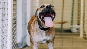 La vérité derrière cette vidéo extrêmement mignonne