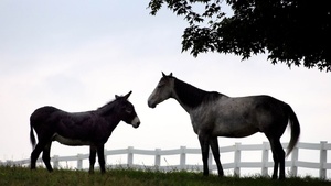 Tout savoir avant d'adopter un cheval, un poney ou un âne
