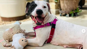 Quand une vague de solidarité vide un refuge pour chien au Texas