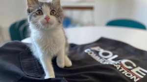 Rio, le plus mignon des policiers : normal, c'est un chat !