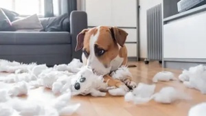 Comment occuper mon chien au quotidien ?