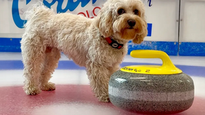 Découvrez Chico, le chien influenceur des JO d'hiver 2026 