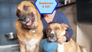Adoption de Beethoven puis de Sali à 5 mois d’intervalle !