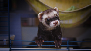 Guide d’adoption du furet