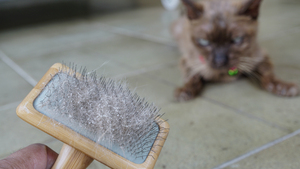 Pellicules chez le chat : d’où viennent-elles et comment les éliminer ?