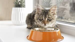 La race d’un chat a-t-elle une influence sur son alimentation ?