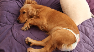 Incontinence et malpropreté chez le chat et le chien : Comment faire la différence ?