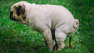 La diarrhée chez le chat et le chien : causes et traitements