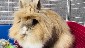 Comment apprendre la propreté à son lapin ?