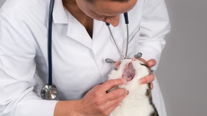 Mon chat bave : Est-ce grave ?