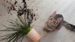 Dégât causé par son animal : quelle assurance intervient ?