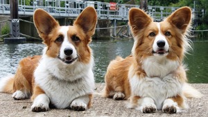 A qui reviendront les corgis de la reine Elizabeth II ? Le plan choc de Charles III