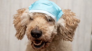 Renforcer les défenses immunitaires de son chat et de son chien : Pourquoi et Comment