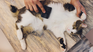 Mon animal a des puces : que faire ?