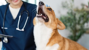 Pourquoi prendre une assurance santé pour son chien ? les vraies raisons