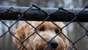 Protection animale : les associations au bord du gouffre