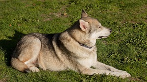 Un chien-loup sauvage découvert en Grèce : l'ADN confirme l'impossible