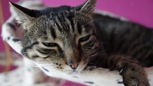 Votre chat peut-il attraper un rhume ? Tout ce que vous devez savoir avant d'attaquer l'hiver