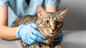 Prendre une assurance santé pour son chat : est-ce vraiment utile ?