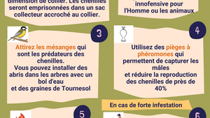 Lutter contre les chenilles processionnaires
