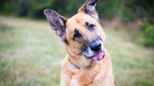 L’AVC chez le chat ou le chien