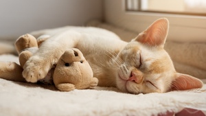 Assurance santé pour chat : A quel âge souscrire ?