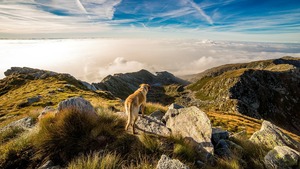 Promener son chien en sécurité dans le respect de la loi et de l’environnement