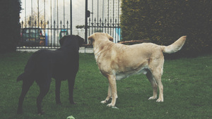 Promenez votre chien en bonne compagnie !