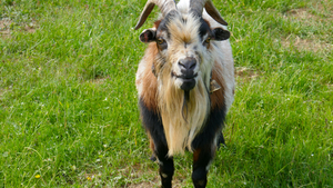 7 Conseils pour bien accueillir des chèvres