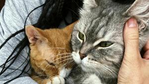 Vous voulez adopter un animal ? Voici les questions que les refuges aimeraient que vous vous posiez