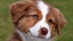 Chiots de race en baisse : vers une adoption plus responsable des animaux de compagnie ?