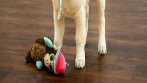 Propriétaires de chats et de chiens, êtes-vous en règles avec la nouvelle loi 2026 ?