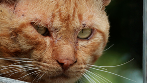Soigner son chat naturellement grâce à l'argent colloïdal