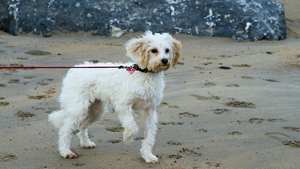 Les causes de boiteries chez le chien