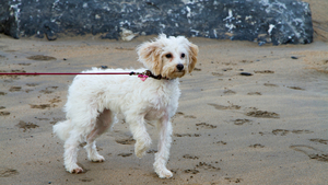 Tendinite du biceps chez le chien : l’identifier et la soigner