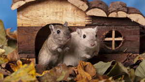 Ce qu’il faut savoir avant d’adopter une gerbille