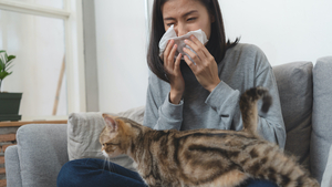 Avoir un chat quand on est allergique : quelles solutions ?