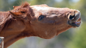 Bouchon œsophagien chez le cheval, comment le reconnaître et réagir ?