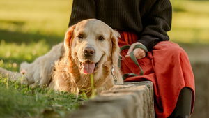 L'Autriche impose une formation avant d'adopter un chien : et si la France suivait ?