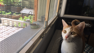 DIY : Cadre de protection de fenêtre pour chat amovible